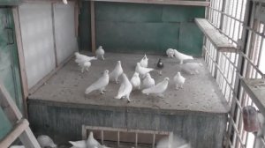 В гостях у Алексея Баукова бакинские голуби( часть 3) О СТИЛЕ ПОЛЁТА