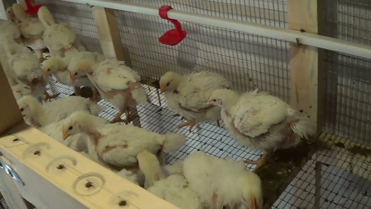 Выращивание бройлеров в клетках в домашних условиях ч.6 смотреть онлайн