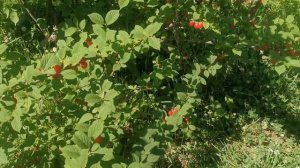 Вишня войлочная в Хабаровске.      сорта: Даманка, Белоснежка, Алиса, Лето