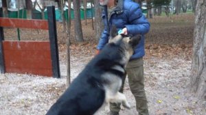 Огромный Рэй и милашка Дэя. Восточноевропейская и немецкая овчарки.