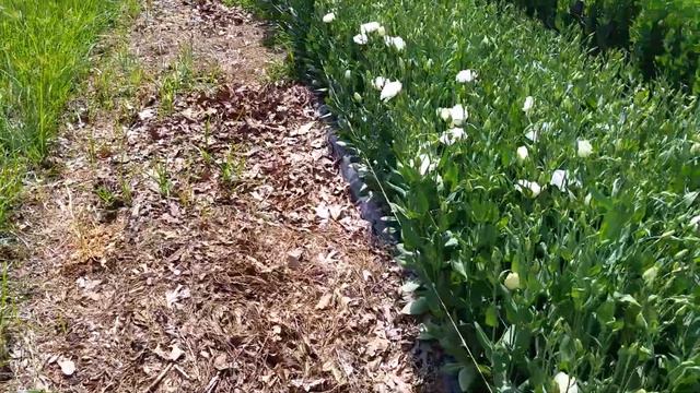 How to have weed free Lisianthus