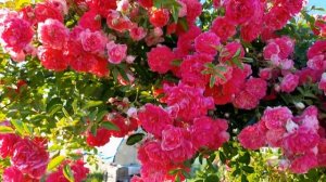 Пышное цветение розы Эксцельза