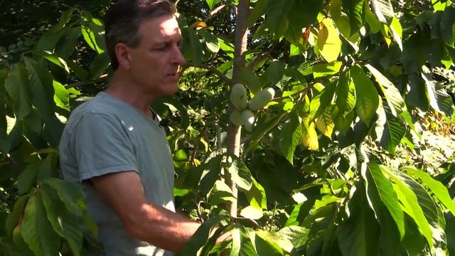 Paw Paw (Asimina triloba)-  The Largest American Fruit смотреть онлайн