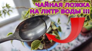 КОМНАТА ПРЕВРАТИЛАСЬ В ЦВЕТУЩИЙ САД Я ПРОСТО ДОБАВИЛ 1 ЧАЙНУЮ ЛОЖКУ В ЛИТР ВОДЫ И ПОЛИЛ ВСЕ РАСТЕНИЯ