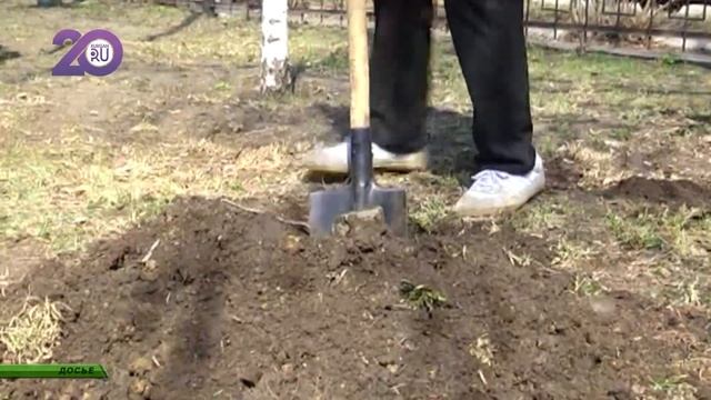 Новый сорт сирени «Доктор Илизаров» вывели столичные селекционеры смотреть онлайн