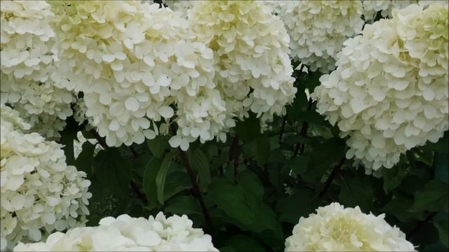 МЕТЕЛЬЧАТАЯ ГОРТЕНЗИЯ ПОЛЯРНЫЙ МЕДВЕДЬ - ФАВОРИТ САДА смотреть онлайн