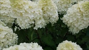 МЕТЕЛЬЧАТАЯ ГОРТЕНЗИЯ ПОЛЯРНЫЙ МЕДВЕДЬ - ФАВОРИТ САДА