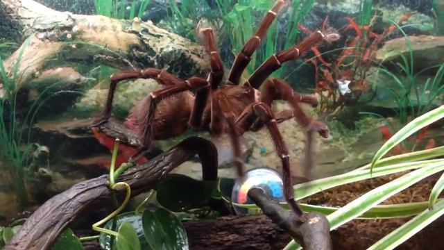 Rare footage of Goliath Bird Eater Tarantula смотреть онлайн