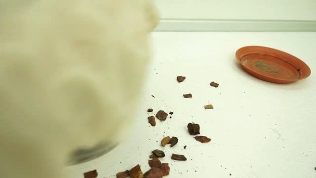 Фаленопсис 