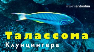 Талассома Клунценгера. Красное море. Египет 2024