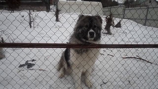 Ласковая "сиротинушка"! Шексна. #ГужевTV смотреть онлайн