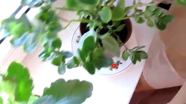 "Каланхоэ-7. Новинки! Желтый и белый "букеты"! Потенциал! Малыш растёт!" смотреть онлайн