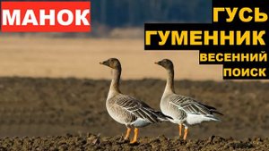 ?ГОЛОС (МАНОК) ГУСЬ ГУМЕННИК ВЕСЕННИЙ ПОИСК