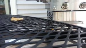 Паук охотится на муху