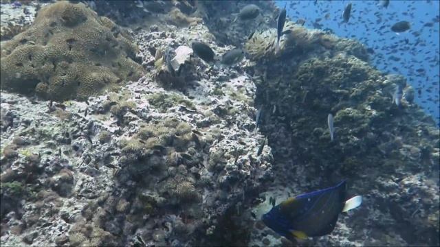 Дайвинг на ко Тао на Самуи смотреть онлайн