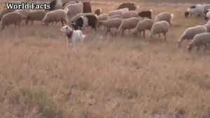 ТУРЕЦКИЙ АКБАШ - аборигенный УБИЙЦА ВОЛКОВ который выполняет свою работу на протяжении многих веков