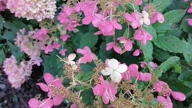 гортензия осенью смотреть онлайн