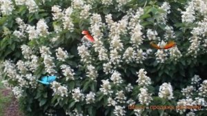 Гортензия метельчатая Октобэ Брайд ? обзор: как сажать, саженцы гортензии Октобэ Брайд