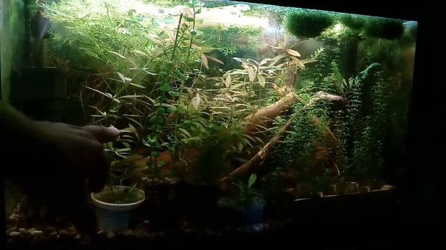 70 литров технический аквариум,свет коряги и растения смотреть онлайн