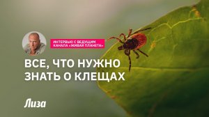 Всё, что нужно знать о клещах