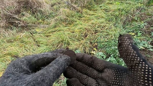Нашла редкую медаль! Осенний коп!