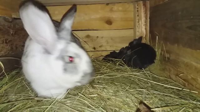 КЛИЧКИ ДЛЯ КРОЛЬЧИХ // смотреть онлайн