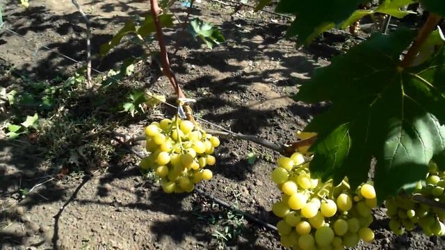 Виноград Золотая Королева смотреть онлайн