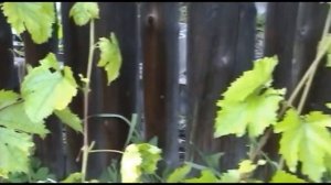 Хлороз растений лечим быстро и эффективно