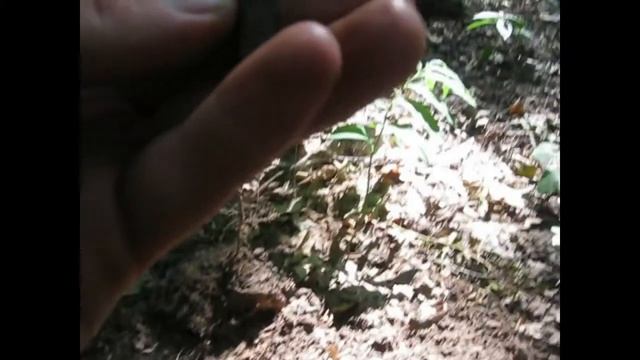 Коп в пятницу на Сортировке с Эквинокс 800. смотреть онлайн