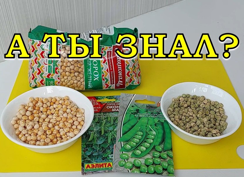 КОГДА и КАК сажать ГОРОХ весной? ???