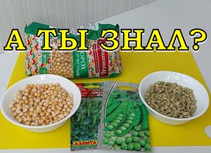 КОГДА и КАК сажать ГОРОХ весной? ???