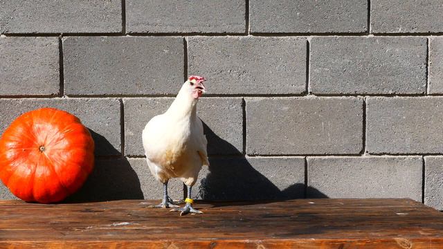 Бресская курочка на скамье ожидания 2