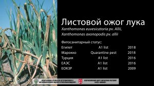 Листовой ожог лука (Xanthomonas axonopodis pv. allii (Roumagnac et al.))