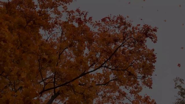 Relaxing Piano, Water Sound & White Noise for Deep Sleep, Study, Yoga ➤ Autumn Leaves смотреть онлайн