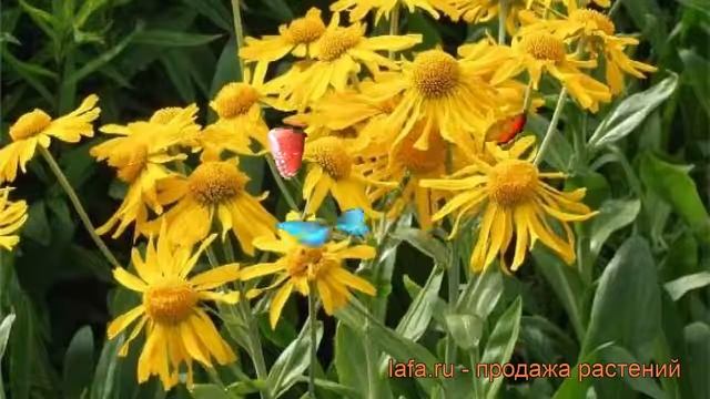 Гелениум осенний Хупа (helenium autumnale) ? гелениум Хупа обзор: как сажать саженцы гелениума Хупа смотреть онлайн