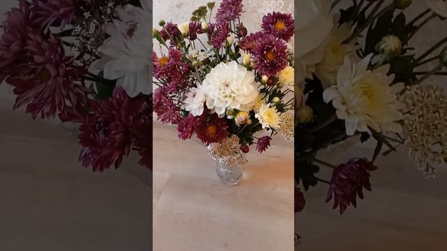 Букет из хризантем и георгин моей домашней коллекции смотреть онлайн