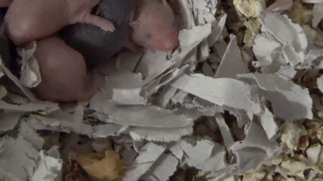 Их все таки 8! Мышата метисы (их отец японская мышь) смотреть онлайн