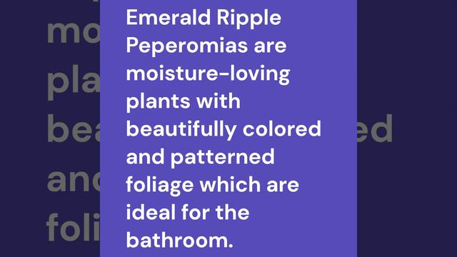 18 Best Lowlight Bathroom Plants that Absorb Moisture & Freshen the Air | Humidity Absorbing Plants
