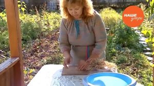 Сушим корни валерианы