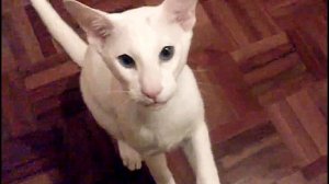 Порода кошек. Форин Вайт,Характеристика и стандарт кошки