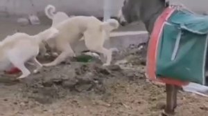 КАНГАЛ-ЛУЧШАЯ ЗАЩИТА ОТ ВОЛКА/KANGAL BEST GUARDS DOGS