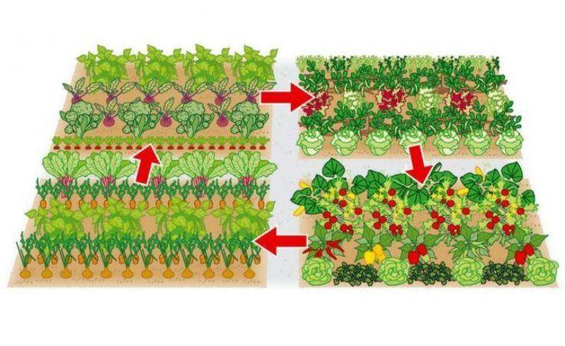 Огород что с чем сажать рядом схема