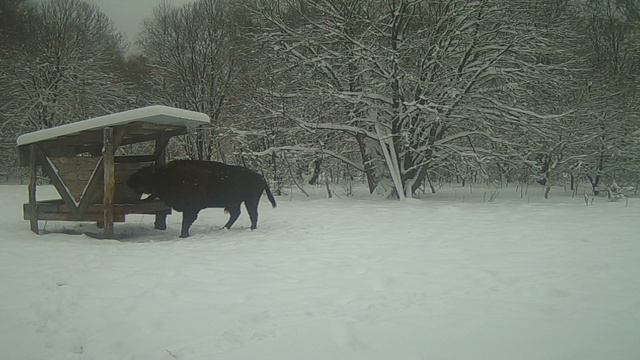 Зубр сам смог достать себе подкормку из кормушки