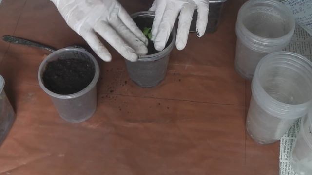 ПИКИРОВКА РАССАДЫ ФИЗАЛИСА ЗЕМЛЯНИЧНОГО, КОГДА И КАК ПИКИРОВАТЬ смотреть онлайн