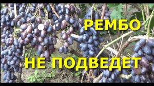 РЕМБО - ВЫСОКОУРОЖАЙНЫЙ ВИНОГРАД