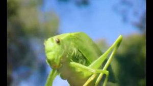 KATYDID  (Tettigoniidae Interpretative Dance)