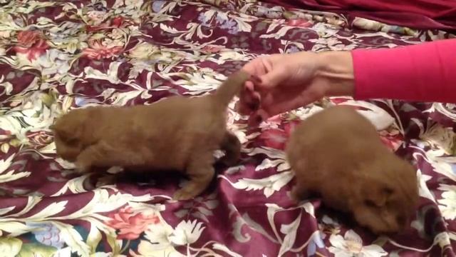 Шотландские котята окрас Циннамон из питомника Cats Style