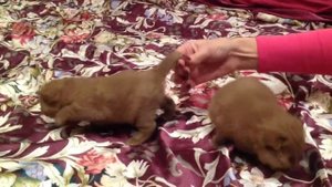 Шотландские котята окрас Циннамон из питомника Cats Style
