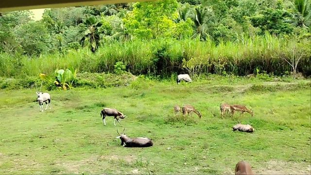 Cebu Safari & Adventure Park (Part 2   African Savanna & White Lion Safari)