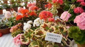 Favorite pelargonium of the week, 3 of them .